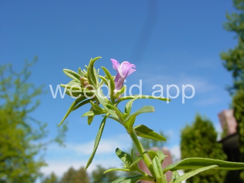 snapdragon, lesser